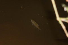 Moenkhausia oligolepis