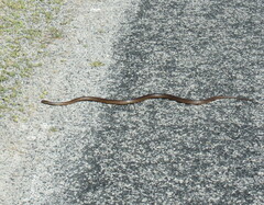 Pseudonaja affinis exilis