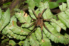 Ctenidae