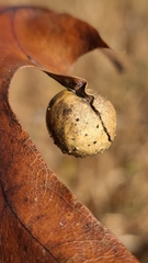 Amphibolips quercusostensackenii
