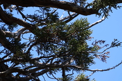 Athrotaxis selaginoides