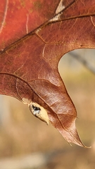 Dryocosmus quercusnotha