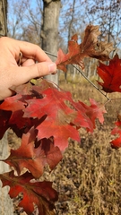 Dryocosmus quercusnotha