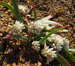 Allium crenulatum