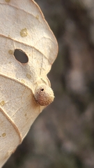 Andricus quercusutriculus