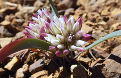 Allium crenulatum