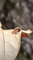 Andricus quercusutriculus