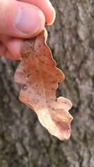 Andricus quercusutriculus