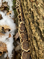 Trametes ochracea