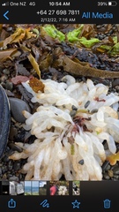 Sepioteuthis australis