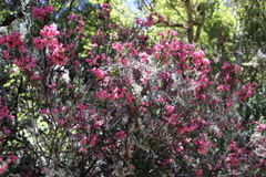Epacris impressa