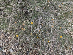 Bebbia juncea