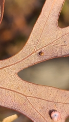 Neuroterus tantulus