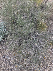 Bebbia juncea