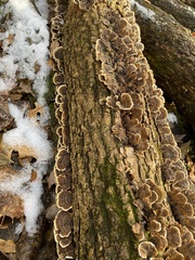 Trametes ochracea
