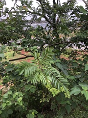 Zanthoxylum ailanthoides
