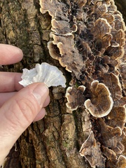 Trametes ochracea