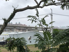 Zanthoxylum ailanthoides