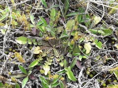 Sonchus novae-zelandiae