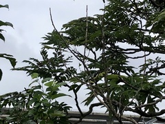 Zanthoxylum ailanthoides