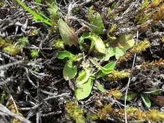 Sonchus novae-zelandiae