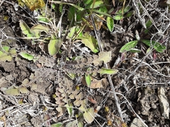 Sonchus novae-zelandiae