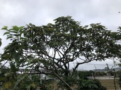 Zanthoxylum ailanthoides