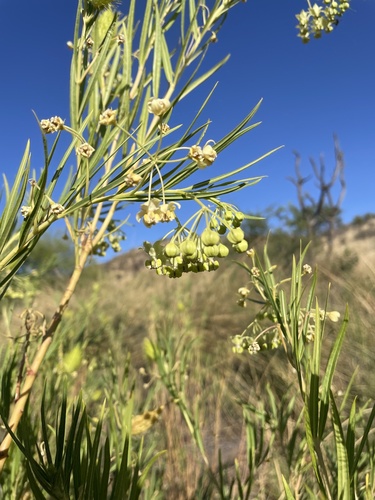 Gomphocarpus fruticosus image