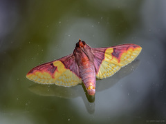 Pachynoa purpuralis