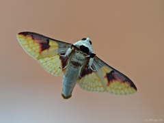 Pachynoa purpuralis