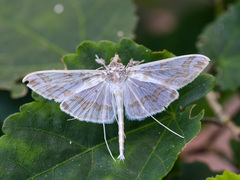 Polythlipta