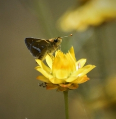 Taractrocera papyria