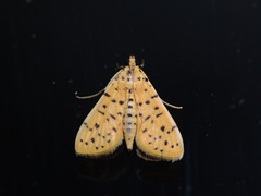 Conogethes punctiferalis