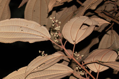 Miconia serrulata