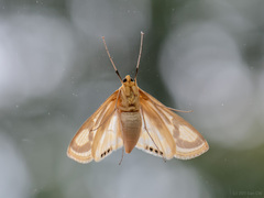 Eoophyla