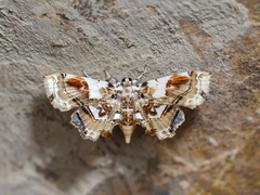 Aeolopetra