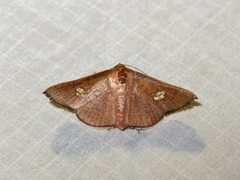 Banisia