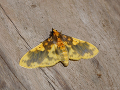 Pachynoa thoosalis