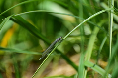 Coenagrion