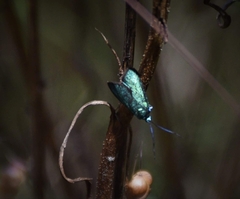 Pollanisus viridipulverulenta