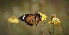 Danaus petilia