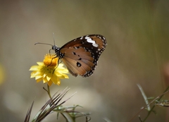 Danaus petilia