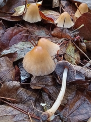 Micacei