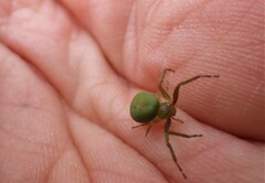 Diaea
