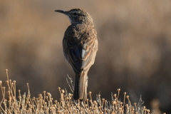 Certhilauda subcoronata