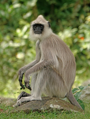 Semnopithecus priam