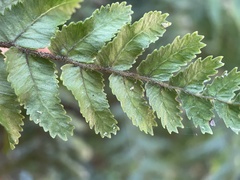 Blechnum filiforme
