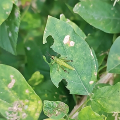 Xenocatantops humilis