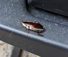 Drymaplaneta communis