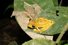 Boana calcarata
